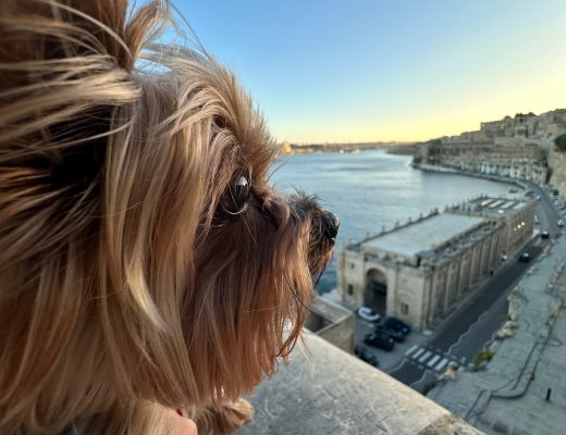 travel with dogs to Malta