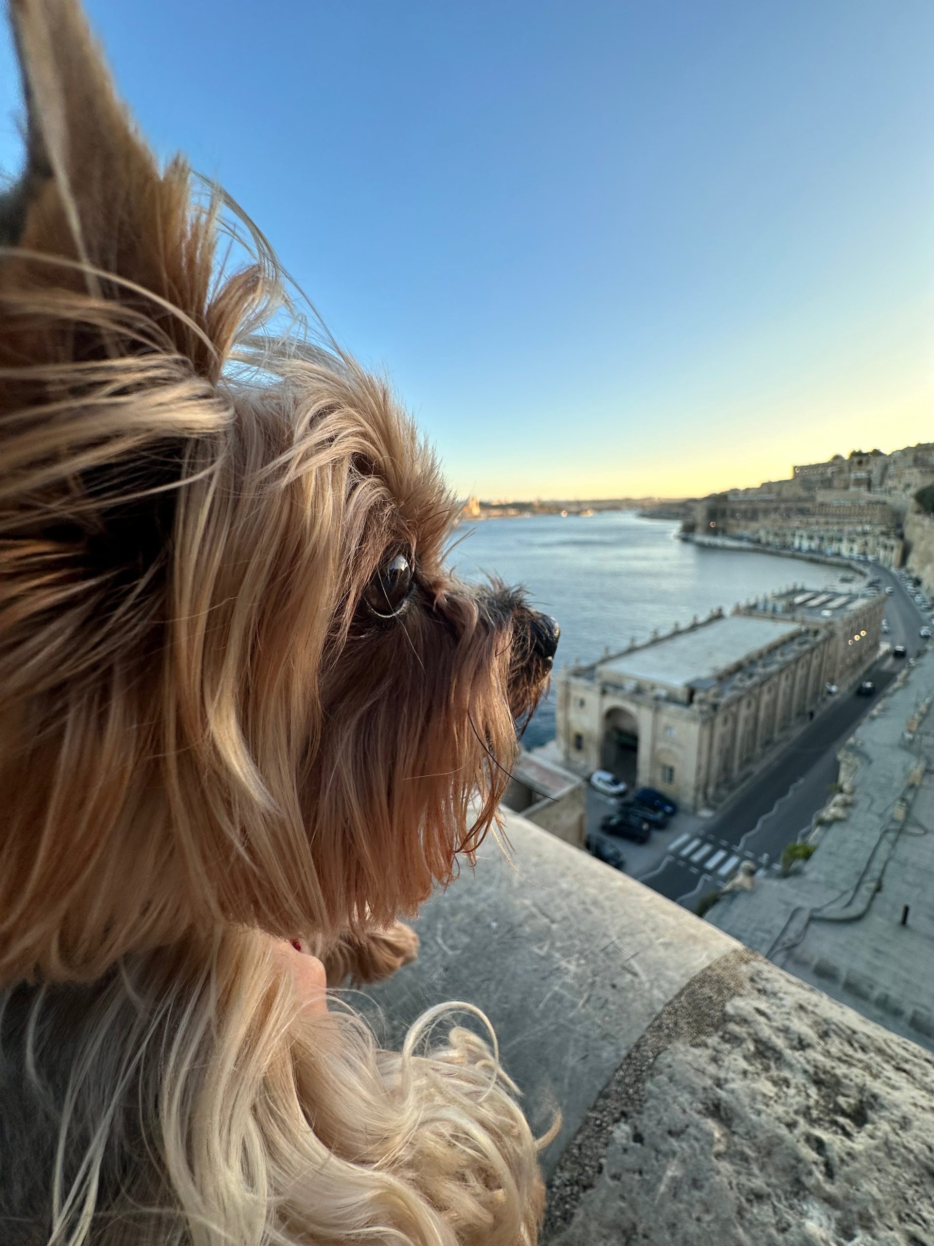travel with dogs to Malta