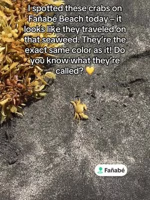Do you know what they are called? 💛🦀 #tiktoktravel #tenerife🇮🇨 #tenerife #tenerifesouth...